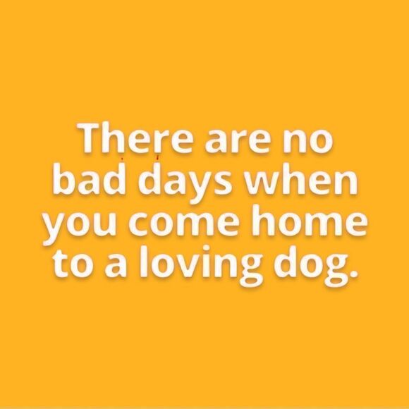 Boston Bruins NHL Officially Licensed Petwear Knit Holiday Dog Sweater XS NWT - Picture 7 of 10